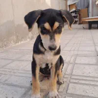 توله دوبرمن|سگ|کرمانشاه, |دیوار