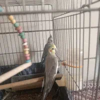 دو جفت عروس هلندی بالغ|پرنده|شیراز, کوشک میدان|دیوار