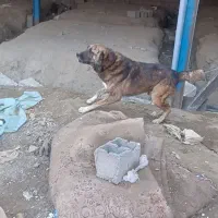 کوسفندی|حیوانات مزرعه|مشهد, میان ولایت|دیوار