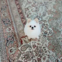 پامر خرسی نر