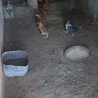 فروش جوجه های فوری