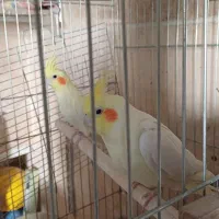 عروس هلندی|پرنده|محلات, |دیوار