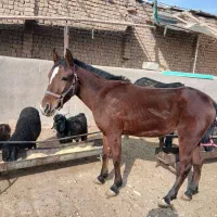 اسب نریون کرد|اسب و تجهیزات اسب‌سواری|قم, شاه ابراهیم|دیوار