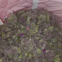 چایی کوهی،کلک خرگوش،کلک گربه