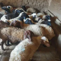 ۱۸ راس بره ماده
