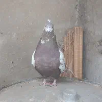 فروش 1 عدد ماده انگلیسی دو رگ