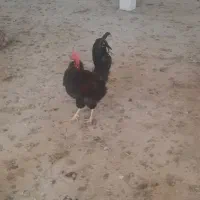 خروس  دوم بلند
