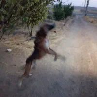 سگ .|سگ|حمیل, |دیوار