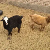 بزغاله ماده چاق