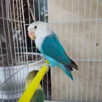 طوطی مولد و جوجه و نر تک برزیلی