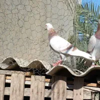 پیازی، آلمانی،موشی، هر سه ماده|پرنده|آبپخش, |دیوار