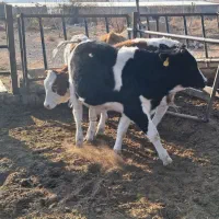 فروش تعدادی گوساله نر و ماده سیمینتال|حیوانات مزرعه|بسطام, |دیوار