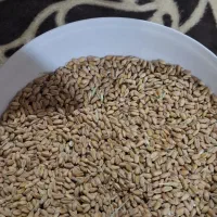 گندم ابی|خدمات باغبانی و درختکاری|خورموج, |دیوار