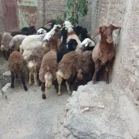 بره|حیوانات مزرعه|الیگودرز, |دیوار