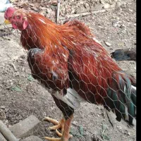 جوجه لاری خروس و مرغ لاری تخم مرغ نطفه دار لاری|حیوانات مزرعه|کرج, کیانمهر|دیوار