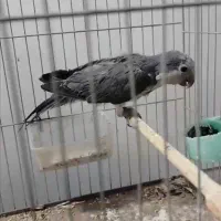 جفت گرینچیک رنگ خاص|پرنده|بناب, |دیوار