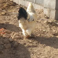 مرغ و خروس برهما هیکلی|حیوانات مزرعه|صائین قلعه, |دیوار