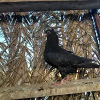 جوجه کله سیاه