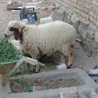 میش