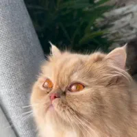 گربه