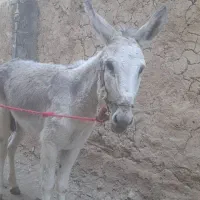 الاغ|حیوانات مزرعه|کلاترزان, |دیوار