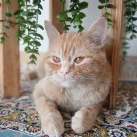 گربه بریتیش