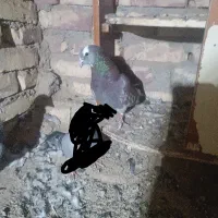 کبوتر شازده سرخ دورنگ چشم ضمانت هوا|پرنده|زابل, |دیوار
