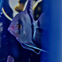 انجل کوی مارول. انجل تایگر|ماهی|شهریار, شهرک وائین|دیوار