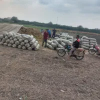 فروش ذرت علوفه یی بسته بندی شده|عمده‌فروشی|فاضل آباد, |دیوار