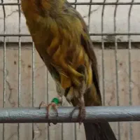 قناری رد فاکتور فسشیون اورجینال|پرنده|جلفا, |دیوار