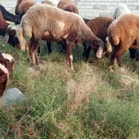 گوسفند فروشی