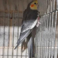 عروس هلندی گلباقالی جفت خورده|پرنده|محمدشهر, جعفرآباد|دیوار