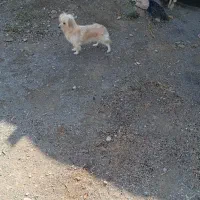 یک عددسگ پاکوتاه ماده شیطون وبانمک وباهوش|سگ|خمین, |دیوار