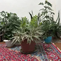 فروش گل خانگی همه|گل و گیاه طبیعی|مریوان, |دیوار
