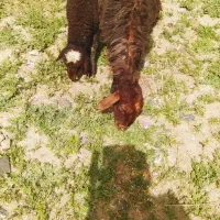 میش بره