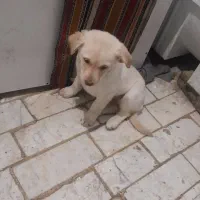 سگ پا کوتاه|سگ|قرچک, شهرک گلها|دیوار