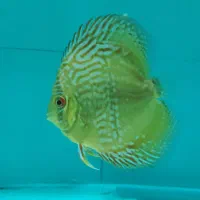 دیسکس|ماهی|بهارستان, |دیوار