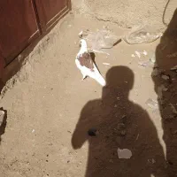 کبوتر پشت طوق|پرنده|سراوان, |دیوار