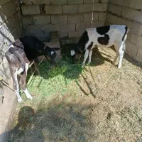 گاو زایده شیری و آبستن|حیوانات مزرعه|گنبکی, |دیوار