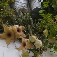 گلها بصورت عمده وتکی بفروش میرسد