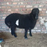 یک بره نرچاق هم سرپاوهم گوشتی میدم