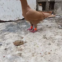 زرد دورگ  نر