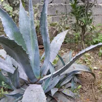 گل طبیعی|گل و گیاه طبیعی|قائمشهر, |دیوار