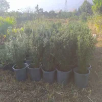 فروش تاکسوس، اناری،پالم واشنگتن و یاس توپی وصال ۴۲