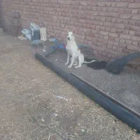 سگ گورگی