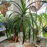 گل خانگی|گل و گیاه طبیعی|نیشابور, مازول|دیوار