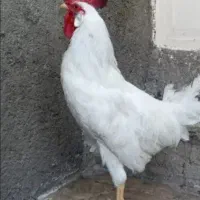 حراج حراج پرنده و محلی معاوضه دارم|حراج|علیآباد کتول, |دیوار