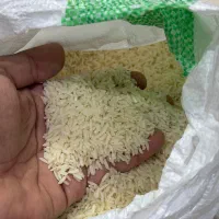 برنج طارم امرالله ای کشت ۲ مازندران