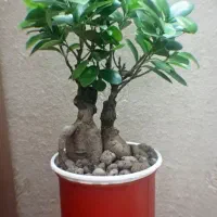 گل گیاه اپارتمانی بنسای دو عدد|گل و گیاه طبیعی|تهران, سجاد|دیوار