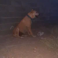 ماده خراسانی وگله ای|سگ|تربت جام, میان جام|دیوار